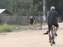 Cow on a leash