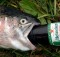 a fish drinking a beer
