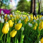 flowers-in-the-park