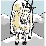 mountain goat