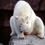 polar-bear-facepalm