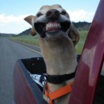 smiling-dog-back-of-pick-up-truck